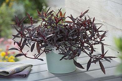 《JOJO的奇妙冒险 群星之战 重制版》Steam特别好评